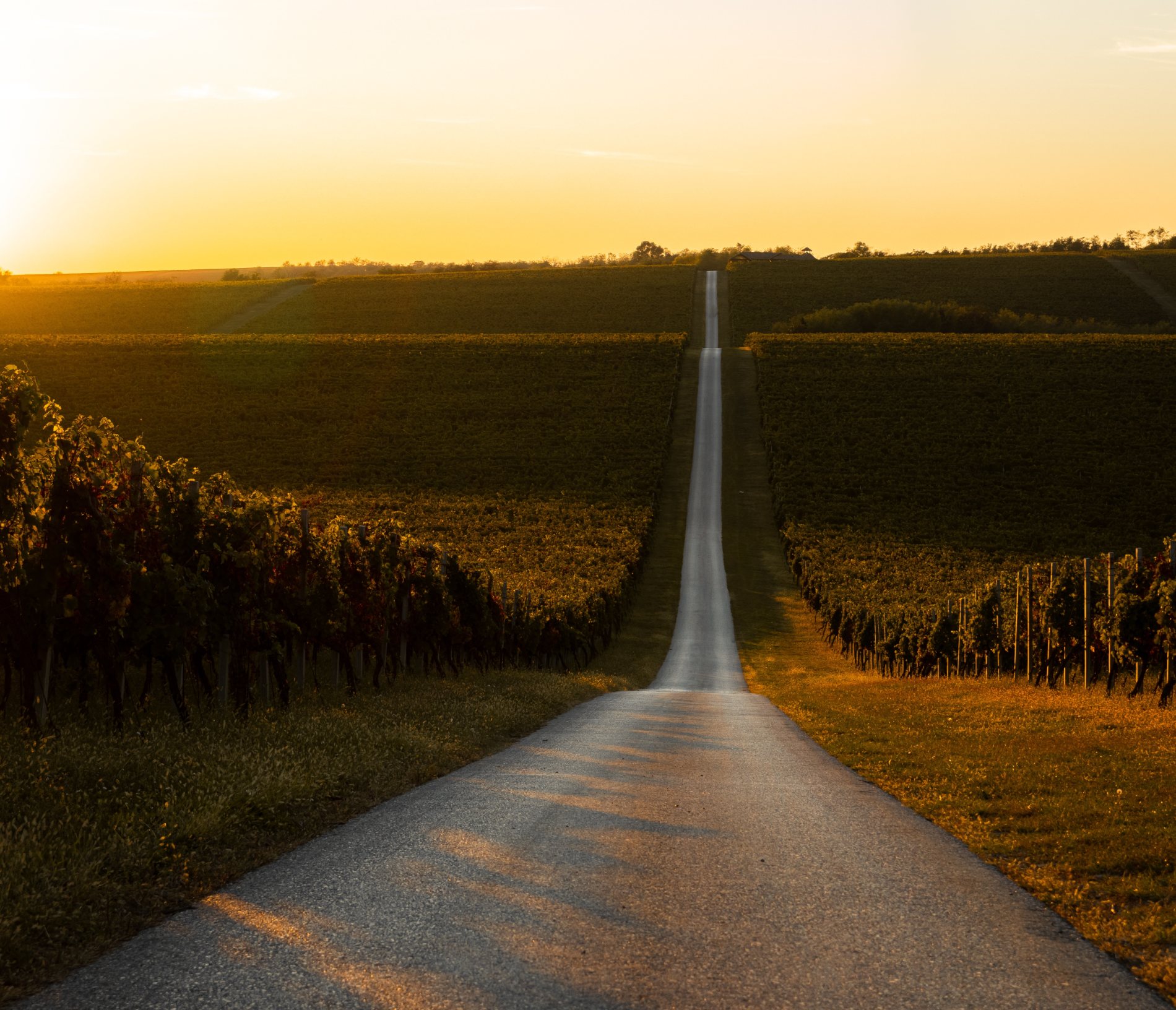 Camino entre campos al amanecer